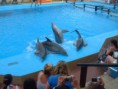 WE DONT WANT PRISONED DOLPHİNS 